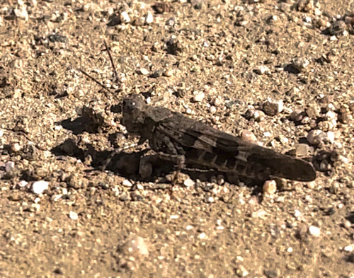 Fontana Grasshopper