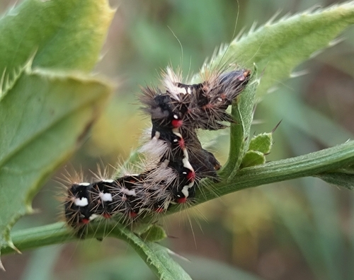 Knot Grass Moth