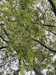 Celtis australis