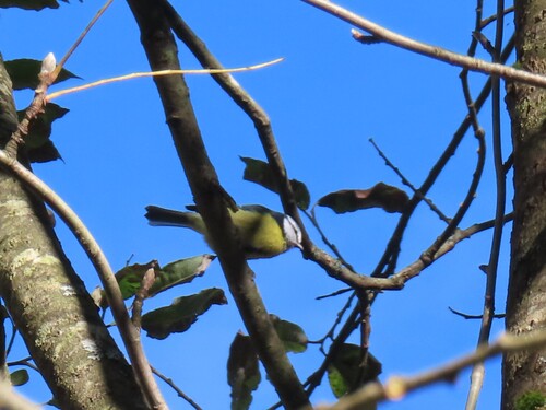 Eurasian Blue Tit