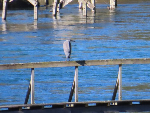 Western Grey Heron