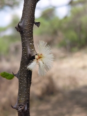 Senegalia mellifera