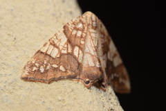 Rindgeria ornata