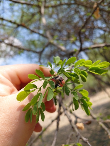Senegalia mellifera, photograph 2