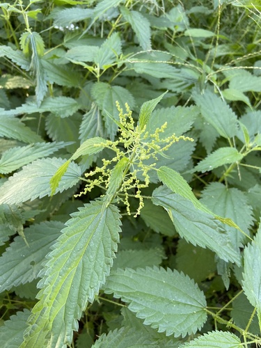 great stinging nettle