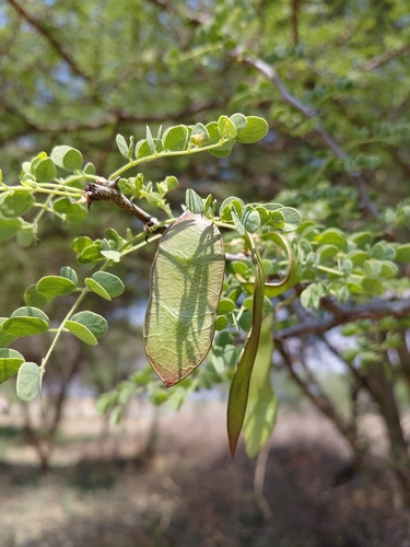 Senegalia mellifera, photograph 3
