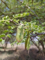 Senegalia mellifera, photograph (c) Brian du Preez, some rights reserved (CC BY-SA)