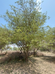 Senegalia mellifera, photograph (c) Brian du Preez, some rights reserved (CC BY-SA)