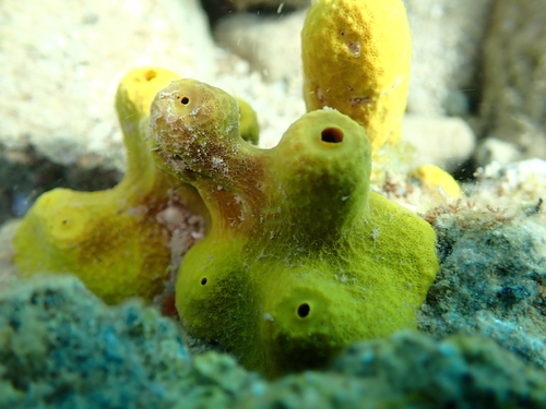 Gold Sponge