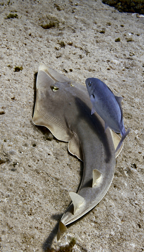 Glaucostegus halavi observed 2026-09-12