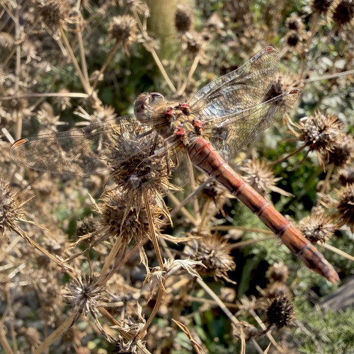 Common Darter