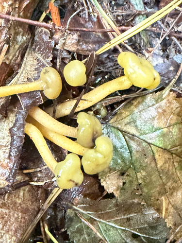 Ochre Jelly Club