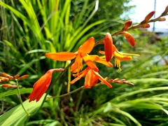 Crocosmia × crocosmiiflora