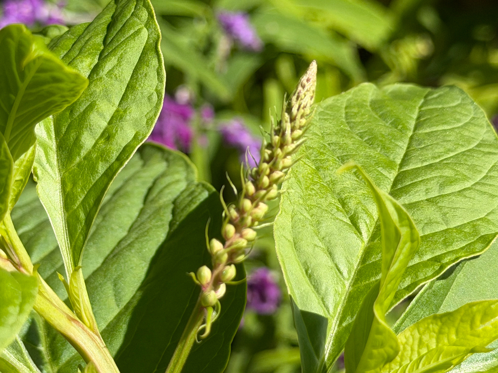 Phytolacca icosandra; photograph (c) Mark Valen, some rights reserved (CC BY)