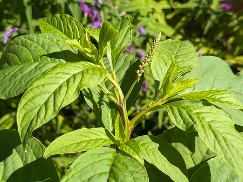Phytolacca icosandra, photograph 2