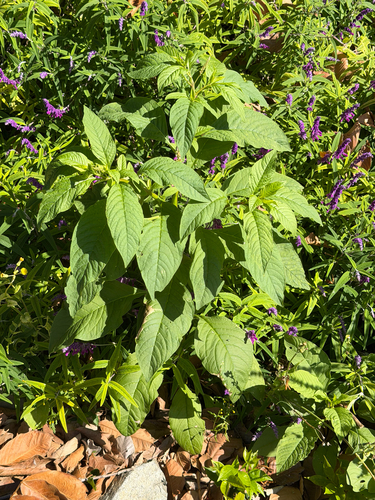 Phytolacca icosandra, photograph 1