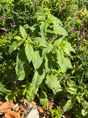 Phytolacca icosandra