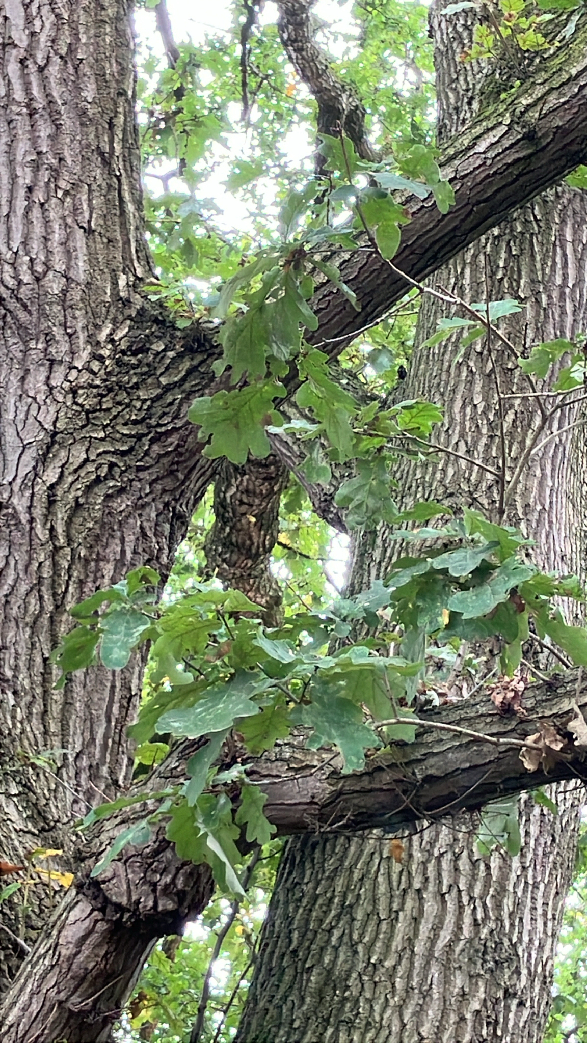 English oaks