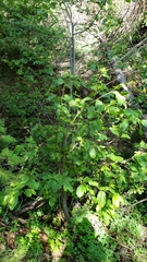 Frangula purshiana purshiana