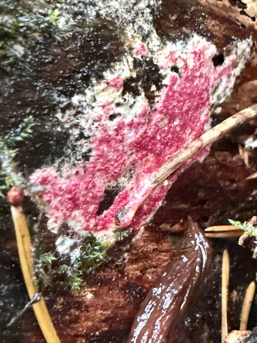 pink polypore mould