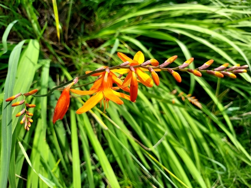 Crocosmia × crocosmiiflora, photograph 1