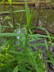 Lysimachia thyrsiflora