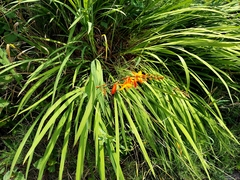 Crocosmia × crocosmiiflora, photograph (c) florawhite, some rights reserved (CC BY)