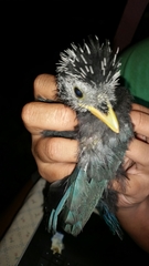 Cyanocorax melanocyaneus