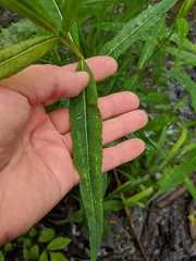 Lysimachia thyrsiflora