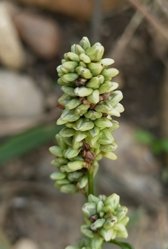 pale smartweed