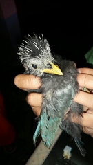 Cyanocorax melanocyaneus