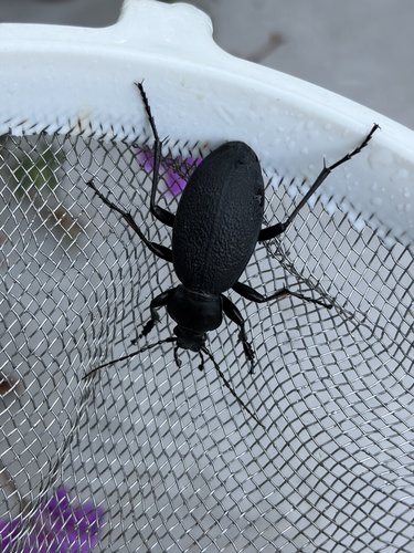 Leather Beetle