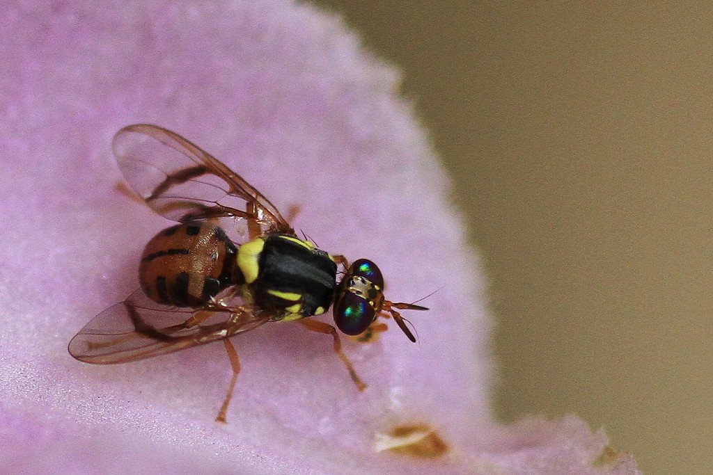 White Striped Fruit Fly
