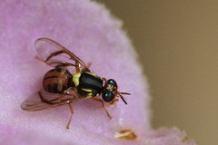 Bactrocera albistrigata