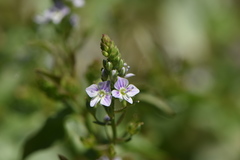 Veronica anagallis-aquatica anagallis-aquatica