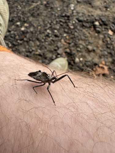 North American Wheel Bug
