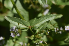 Veronica anagallis-aquatica anagallis-aquatica