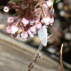 Celastrina echo