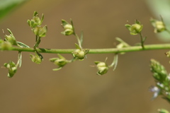 Veronica anagallis-aquatica anagallis-aquatica