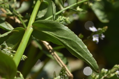 Veronica anagallis-aquatica anagallis-aquatica