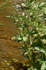 Veronica anagallis-aquatica anagallis-aquatica