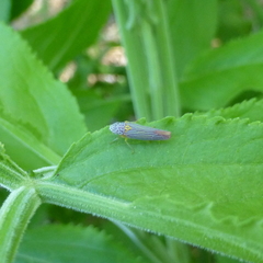 Graphocephala aurora