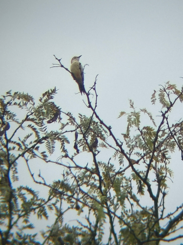 Red-bellied Woodpecker