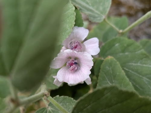 marsh mallow