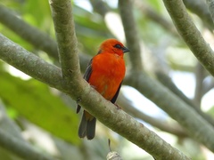 Foudia madagascariensis