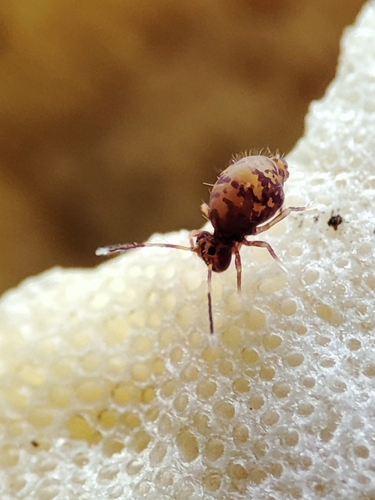 Ptenothrix leucostrigata