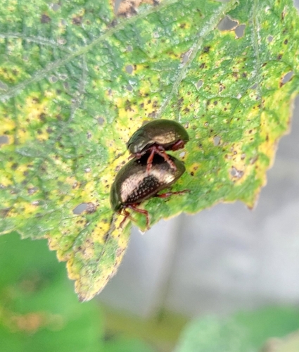 Bronze Beetle