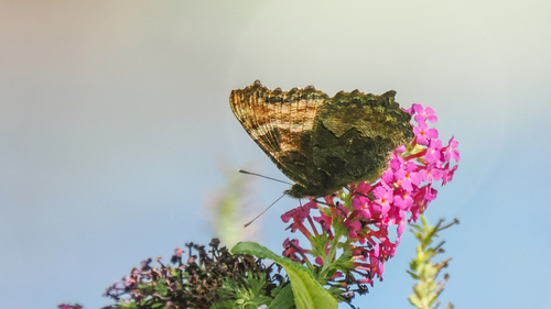 California Tortoiseshell