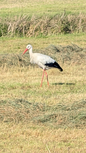 White Stork