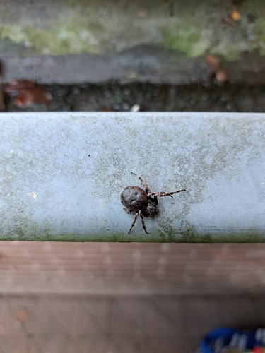 Walnut Orbweaver